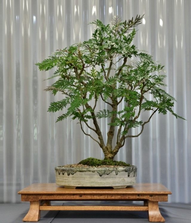 Гревиллея крупная (Grevillea robusta) Гревиллея крупная (Grevillea robusta)