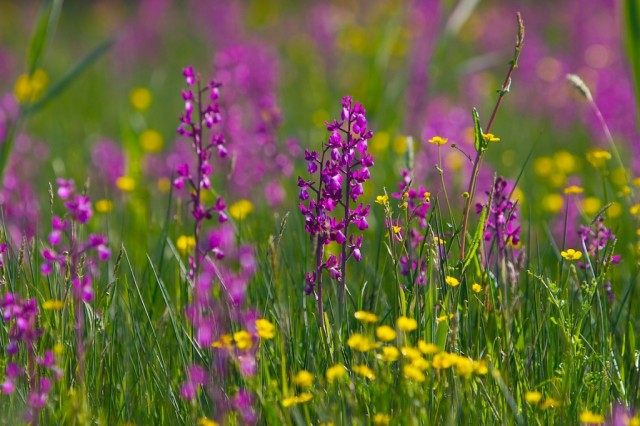 Анакамптис рыхлоцветковый (Anacamptis laxiflora) ранее выделялся как вид ятрышник рыхлоцветковый (orchis laxiflora) Анакамптис рыхлоцветковый (Anacamptis laxiflora) ранее выделялся как вид ятрышник рыхлоцветковый (orchis laxiflora)