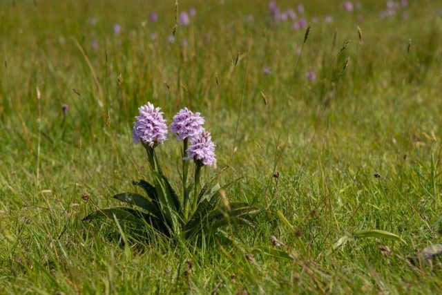 Вид Orchis maculata (Ятрышник пятнистый, или Ятрышник крапчатый) в настоящее время входит в синонимику вида Пальчатокоренник пятнистый, или Пальчатокоренник крапчатый (Dactylorhiza maculata) Вид Orchis maculata (Ятрышник пятнистый, или Ятрышник крапчатый) в настоящее время входит в синонимику вида Пальчатокоренник пятнистый, или Пальчатокоренник крапчатый (Dactylorhiza maculata)