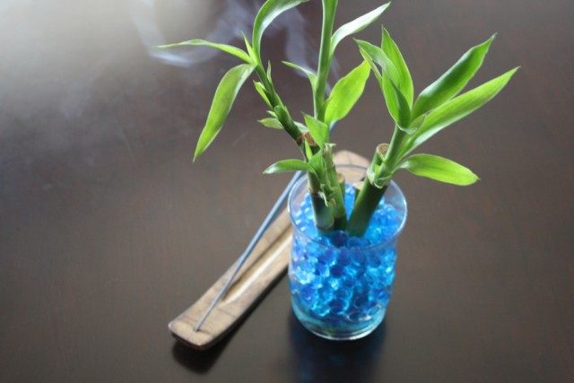 Драцена Сандера Драцена Сандера (Dracaena sanderiana)