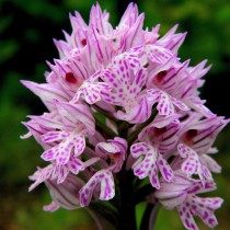 Неотинея трёхзубчатая, Ятрышник трёхзубчатый (лат. Neotinea tridentata), ранее вид помещался в род Ятрышник (Orchis) Неотинея трёхзубчатая, Ятрышник трёхзубчатый (лат. Neotinea tridentata), ранее вид помещался в род Ятрышник (Orchis)