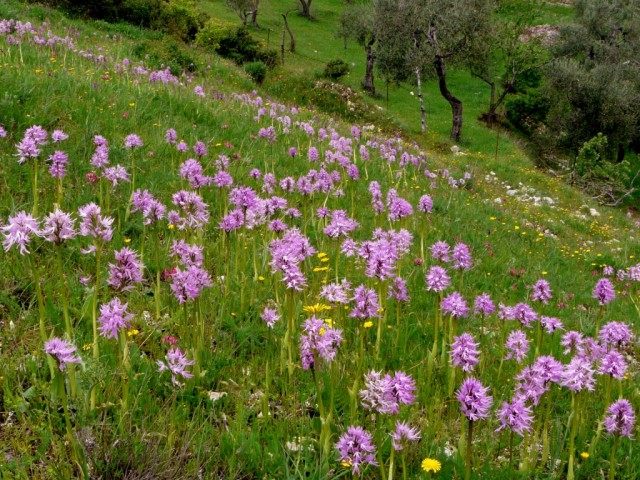 Ятрышник итальянский (Orchis italica) Ятрышник итальянский (Orchis italica)