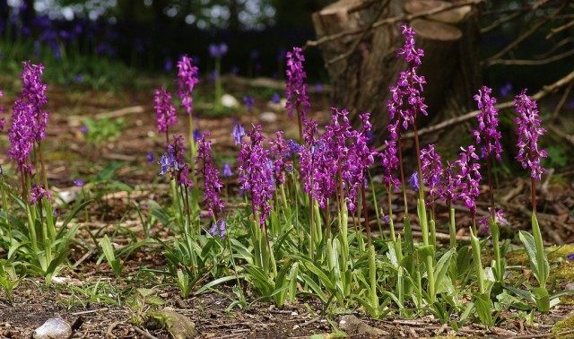 Ятрышник мужской (Orchis mascula) Ятрышник мужской (Orchis mascula)
