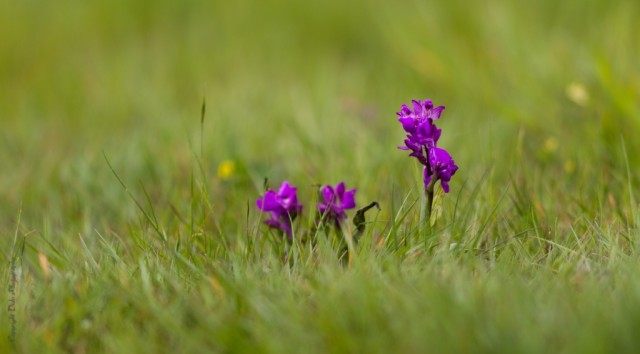 Ятрышник дремлик (Orchis morio) ныне известен как вид Анакампсис дремлик (Anacamptis morio) Ятрышник дремлик (Orchis morio) ныне известен как вид Анакампсис дремлик (Anacamptis morio)