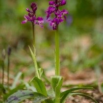 Ятрышник мужской (Orchis mascula) Ятрышник мужской (Orchis mascula)