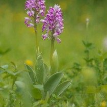 Ятрышник шлемовидный (Orchis militaris) Ятрышник шлемовидный (Orchis militaris)