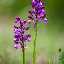 Ятрышник дремлик (Orchis morio) Ятрышник дремлик (Orchis morio)