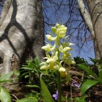 Ятрышник бледный (Orchis pallens) Ятрышник бледный (Orchis pallens)