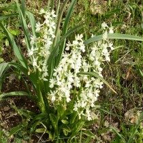 Ятрышник прованский (Orchis provincialis) Ятрышник прованский (Orchis provincialis)