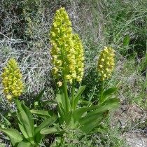 Ятрышник мелкоточечный (Orchis punctulata) Ятрышник мелкоточечный (Orchis punctulata)