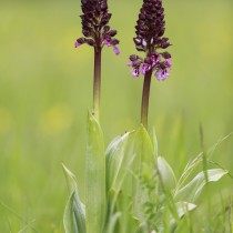 Ятрышник пурпурный (Orchis purpurea) Ятрышник пурпурный (Orchis purpurea)