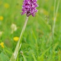 Ятрышник обезьяний (Orchis simia) Ятрышник обезьяний (Orchis simia)