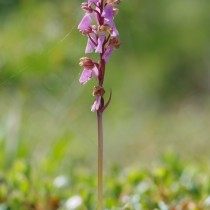 Ятрышник зелено-бурый (Orchis viridifusca), подвид Ятрышника Шпитцеля (Orchis spitzelii) Ятрышник зелено-бурый (Orchis viridifusca), подвид Ятрышника Шпитцеля (Orchis spitzelii)
