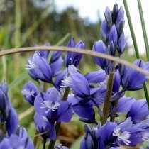 Истод горький (Polygala amara) Истод горький (Polygala amara)