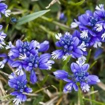 Истод известковый (Polygala calcarea) Истод известковый (Polygala calcarea)