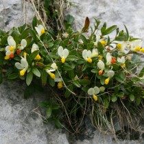 Истод самшитовидный, Истод стелющийся (Polygala chamaebuxus) Истод самшитовидный, Истод стелющийся (Polygala chamaebuxus)
