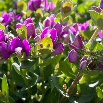 Истод миртолистный (Polygala myrtifolia) Истод миртолистный (Polygala myrtifolia)