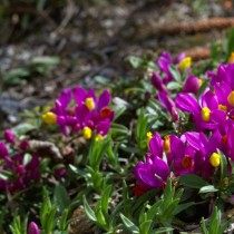 Истод Вареда (Polygala vayredae) Истод Вареда (Polygala vayredae)