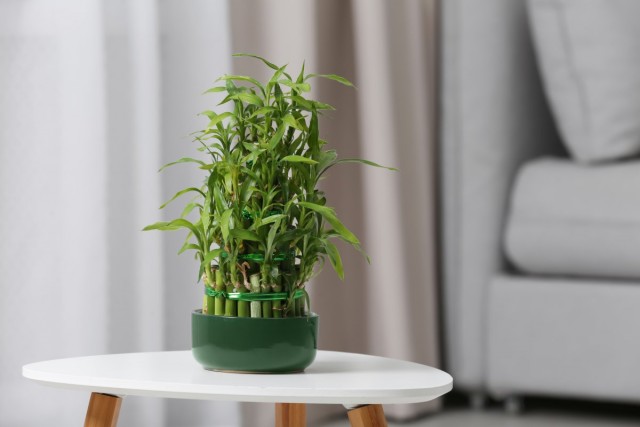 Драцена Сандера (Dracaena braunii syn. Dracaena sanderiana) Драцена Сандера (Dracaena braunii syn. Dracaena sanderiana)