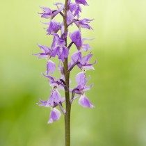 Anacamptis papilionacea ранее выделялся как вид ятрышник каспийский (orchis caspia) Anacamptis papilionacea ранее выделялся как вид ятрышник каспийский (orchis caspia)