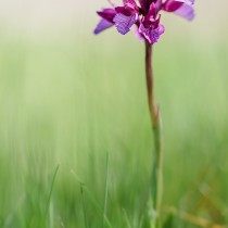 Анакамптис болотный (Anacamptis palustris), ранее широко известный как Ятрышник болотный (Orchis palustris) Анакамптис болотный (Anacamptis palustris), ранее широко известный как Ятрышник болотный (Orchis palustris)