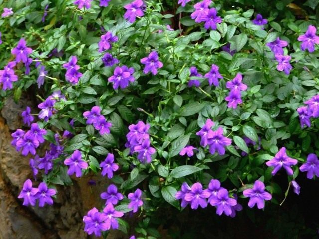 Броваллия красивая (Browallia speciosa) Броваллия красивая (Browallia speciosa)