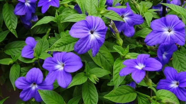 Броваллия красивая (Browallia speciosa) Броваллия красивая (Browallia speciosa)