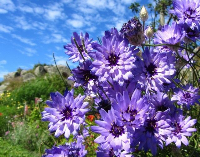 Катананхе голубой (Catananche caerulea)