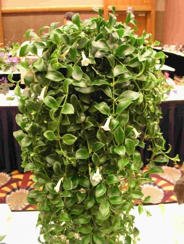 Кодонанта элегантная (Codonanthe elegans) Кодонанта элегантная (Codonanthe elegans)