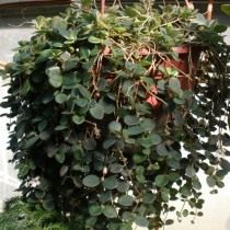 Кодонанта мясистая (Codonanthe carnosa) Кодонанта мясистая (Codonanthe carnosa)