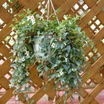 Кодонанта толстолистная, или Кодонанта густолистная (Codonanthe crassifolia) Кодонанта толстолистная, или Кодонанта густолистная (Codonanthe crassifolia)