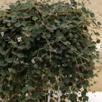 Кодонанта Девоса (Codonanthe devosiana) Кодонанта Девоса (Codonanthe devosiana)