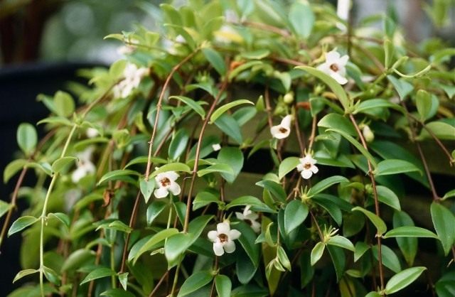 Кодонанта изящная (Codonanthe gracilis) Кодонанта изящная (Codonanthe gracilis)