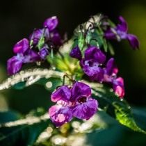 Недотрога железистая, или Бальзамин железистый (Impatiens glandulifera) Недотрога железистая, или Бальзамин железистый (Impatiens glandulifera)