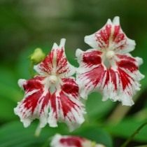 Недотрога большая, или Бальзамин большой (Impatiens grandis) Недотрога большая, или Бальзамин большой (Impatiens grandis)