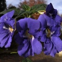 Недотрога острая, или Бальзамин острый (Impatiens namchabarwensis) Недотрога острая, или Бальзамин острый (Impatiens namchabarwensis)