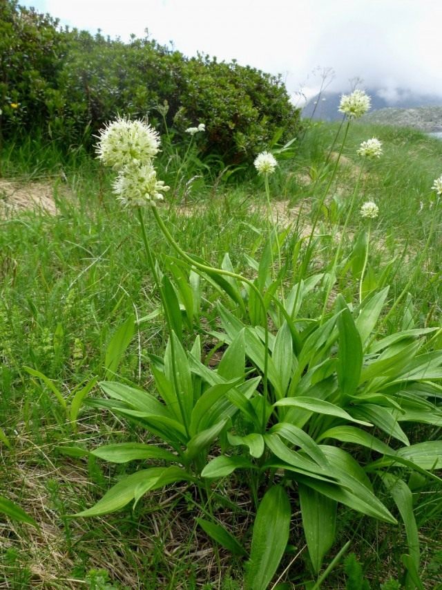 Лук победоносный, или Лук победный (Allium victorialis). Также называют черемшой, или колбой Лук победоносный, или Лук победный (Allium victorialis). Также называют черемшой, или колбой