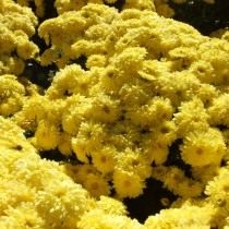 Сорт мелкоцветковой хризантемы "Axima Yellow" Сорт мелкоцветковой хризантемы "Axima Yellow"