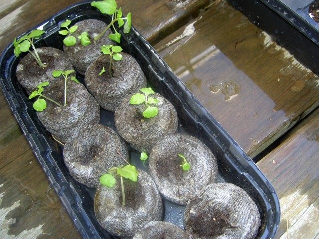 Всходы бальзамина Всходы бальзамина