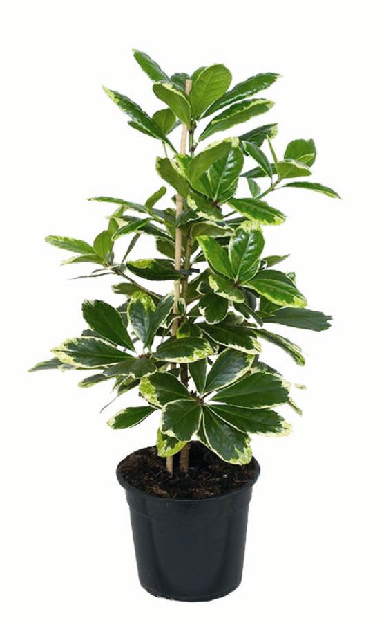 Коринокарпус гладкий (Corynocarpus laevigatus) Коринокарпус гладкий (Corynocarpus laevigatus)