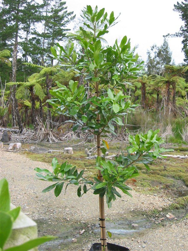 Коринокарпус гладкий (Corynocarpus laevigatus) Коринокарпус гладкий (Corynocarpus laevigatus)