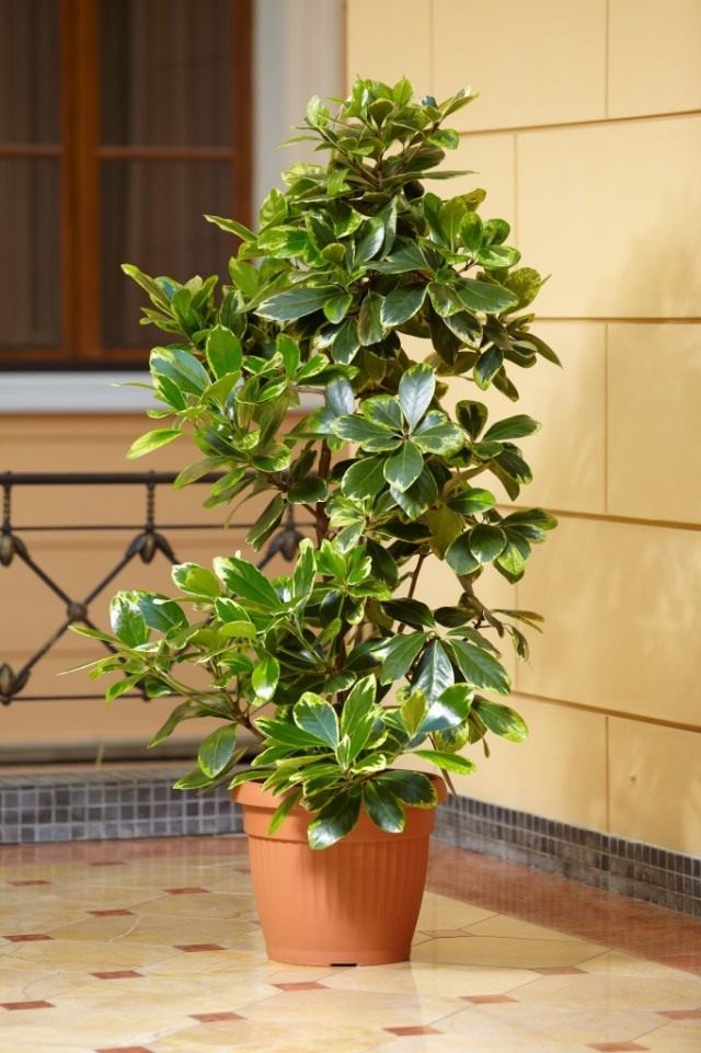 Карака, коринокарпус гладкий, новозеландский лавр (Corynocarpus laevigatus) Карака, коринокарпус гладкий, новозеландский лавр (Corynocarpus laevigatus)