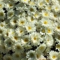 Сорт мелкоцветковой хризантемы "Paradiso White" Сорт мелкоцветковой хризантемы "Paradiso White"