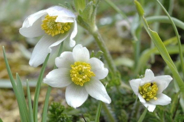 Прострел Бунге (Pulsatilla bungeana) Прострел Бунге (Pulsatilla bungeana)