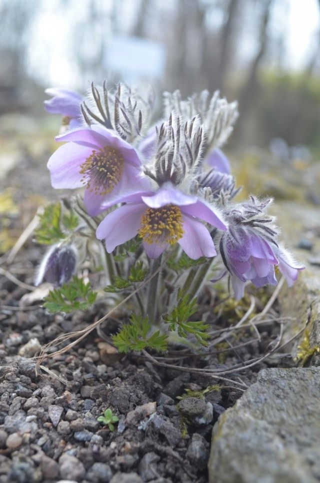 Прострел аянский (Pulsatilla ajanensis) Прострел аянский (Pulsatilla ajanensis)
