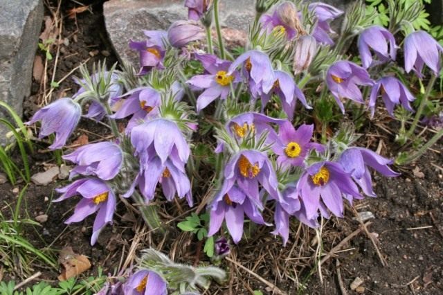 Прострел сомнительный (Pulsatilla ambigua) Прострел сомнительный (Pulsatilla ambigua)