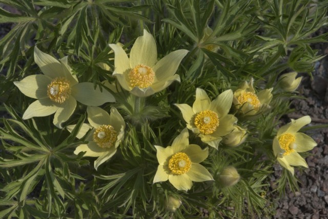 Прострел желтеющий (Pulsatilla flavescens) Прострел желтеющий (Pulsatilla flavescens)