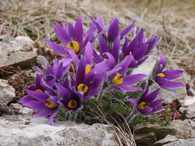 Прострел горный (Pulsatilla montana) Прострел горный (Pulsatilla montana)