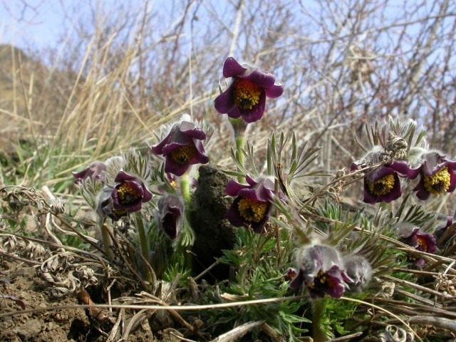 Прострела луговой (Pulsatilla pratensis) Прострела луговой (Pulsatilla pratensis)