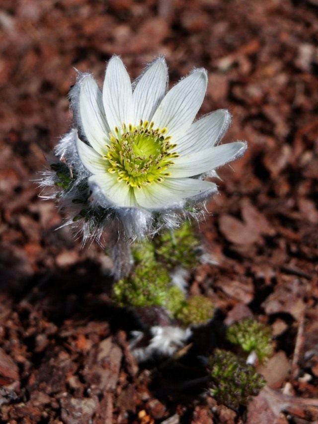 Прострел Тарао (Pulsatilla taraoi) Прострел Тарао (Pulsatilla taraoi)